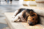 Get In Touch with LTTW | Helpline for stray dogs in Delhi