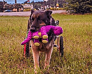 How helpful are Dog Wheelchairs for Dogs?