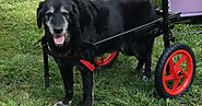 Best Friend Mobility: Myths about Dog Wheelchair