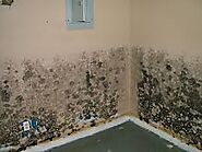 MOLD TESTING SERVICES IN CHESTERTON IN