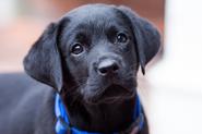 Labrador Retrievers