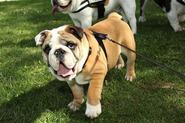 Bulldogs