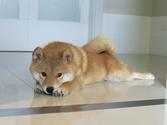 Shiba Inu