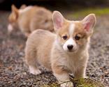 Corgi