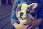 French Bull Dog