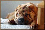 Shar Pei