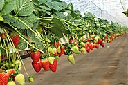 What are the benefits of growing strawberries in coco coir? Buy Riococo coir grow bags