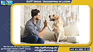 Wie Sie sich mit Ihren Haustieren gut bewegen können | GAFF Umzug - Umzugsfirma in Luzern - GAFF Umzug