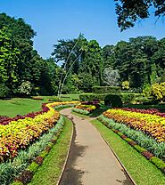 Explore the Royal Botanical Gardens of Peradeniya