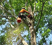 Understanding the Cost of Charleston Tree Service - cha...