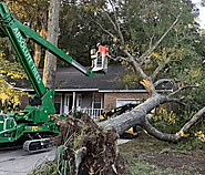 The Essential Guide to Tree Removal in Mt. Pleasant, SC : connortreeservi — LiveJournal