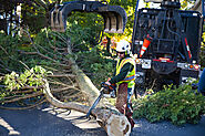 Common Tree Diseases in Charleston, SC That May Require Removal – @connortreeservice on Tumblr