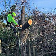 Charleston Tree Company | Tree Service Charleston SC