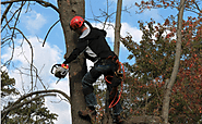 Choosing the Right Tree Arborist: Factors to Consider Near Me