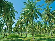 Get Premium Quality Coconut Coir Growing Media Offered By Ceyhinz Link International