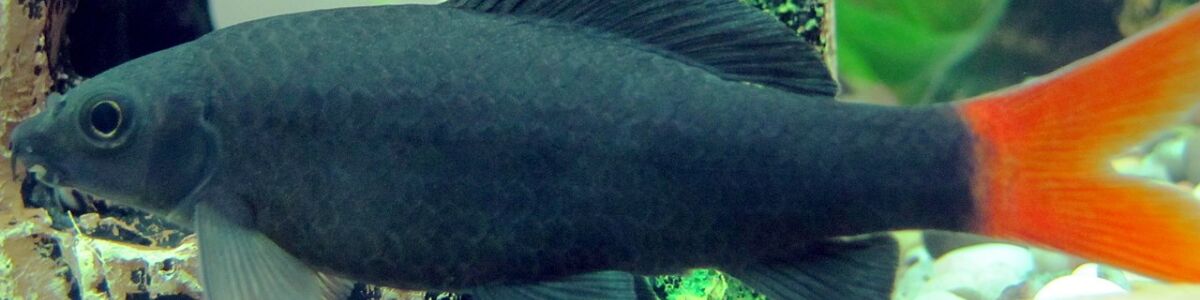 Headline for Native Fish found in Thailand – Explore amazing aquatic life