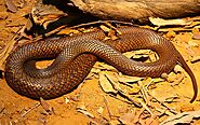 Western brown snake