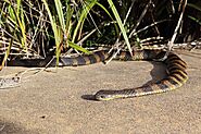 Tiger snake ( Notechis Scuratus)
