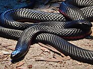 Red-Bellied Black Snake (Pseudechis porphyriacus)