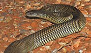 Mulga Snake (Pseudechis australi)