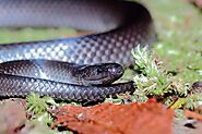 Small-Eyed Snake (Cryptophis nigrescen)