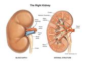Kidney, Liver, Bone Marrow Transplantation in India | Best Transplant Counsellor
