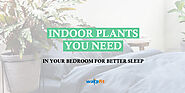 10 Plants For Your Bedroom to Help You Sleep Better - Wakefit