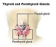 Thyroid and Parathyroid Surgery