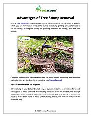 Advantages of Tree Stump Removal