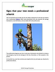Signs that your tree needs a professional arborist