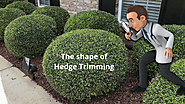 The shape of Hedge Trimming