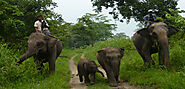 Nepal Exotic Safari Tour | Wildlife Safari Tour | Bardia National Park Safari