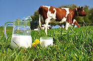 Is Dairy A Habit Or A Need?