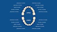 ✓ Teeth Names and Numbers: Diagram, Names, Number, and Conditions