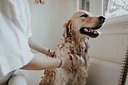 Step By Step Guide To Groom Your Dogs – MDXConcepts