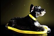 Pet Industries Premium LED Reflective Dog Leash