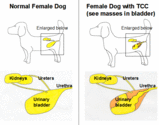 BLADDER CANCER IN PET DOGS: A SENTINEL FOR ENVIRONMENTAL CANCER?