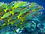 The Blue-lined Snapper