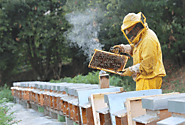 The honey bee farming