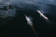 Cruise alongside dolphins