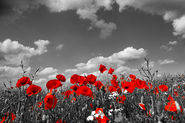 remembrance day 2014 events