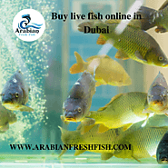 Buy live fish online in Dubai - Arabianfreshfish