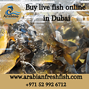 Buy live fish online in Dubai