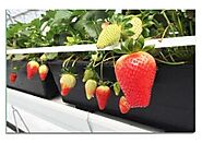 Buy OMRI-certified and renewable strawberry grow bags from RIOCOCCO Irving