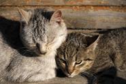 Substitutes for feliway for cats | eHow UK