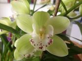Easy Cymbidium Orchid care, culture and re-bloom tips