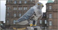 Acclaim Environmental - Pigeon Control soars to new heights