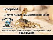 Paradise Valley Scorpion Pest Control Exterminator North Scottsdale Scorpion Service Phoenix Arizona