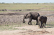 See the Elephants at Chobe National Park