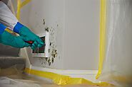 Hire The Professional Mold Removal Company in Sarasota